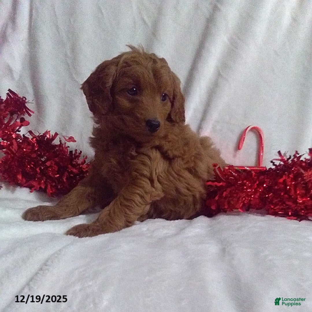 Mini Goldendoodle dogs for sale: Rudolph - Ad 4