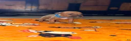 American Bully dogs for sale: American Bully 4 - Ad 6