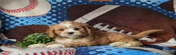 Cavapoo dogs for sale: Simpson - Ad 6