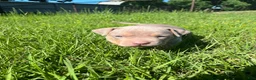 American Bully dogs for sale: American Bully Puppy 2 - Ad 9