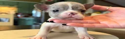 French Bulldog dogs for sale: Frances - Ad 1