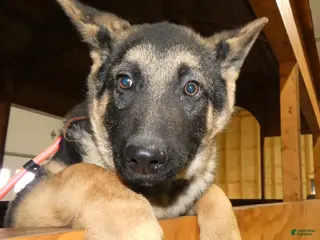 German Shepherd dogs German Shepherd Puppy 9 Derek - Ad 12