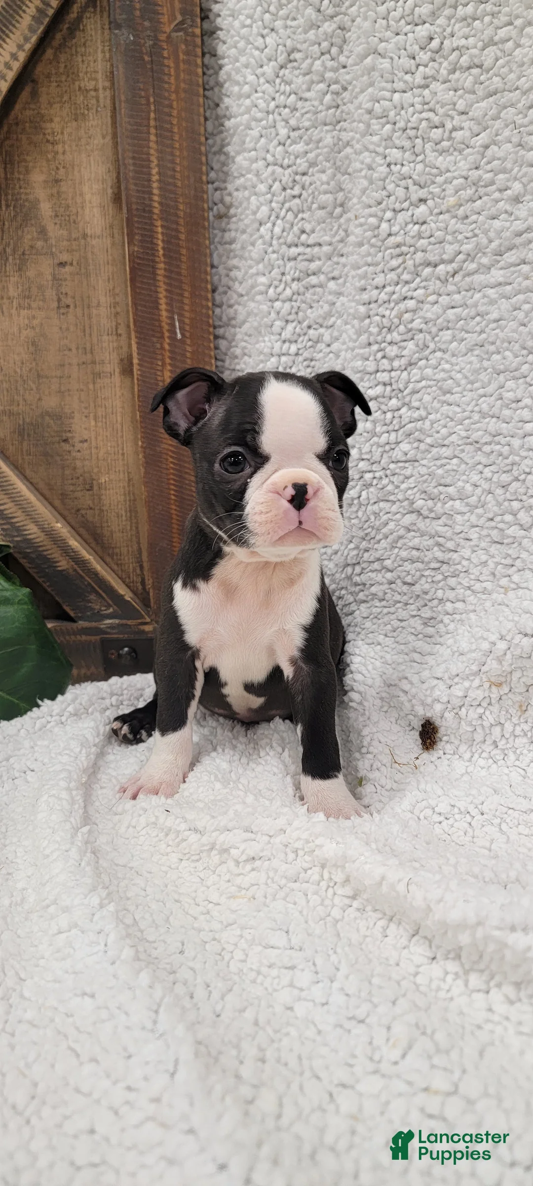 Boston Terrier dogs for sale: Betsy - Ad 6