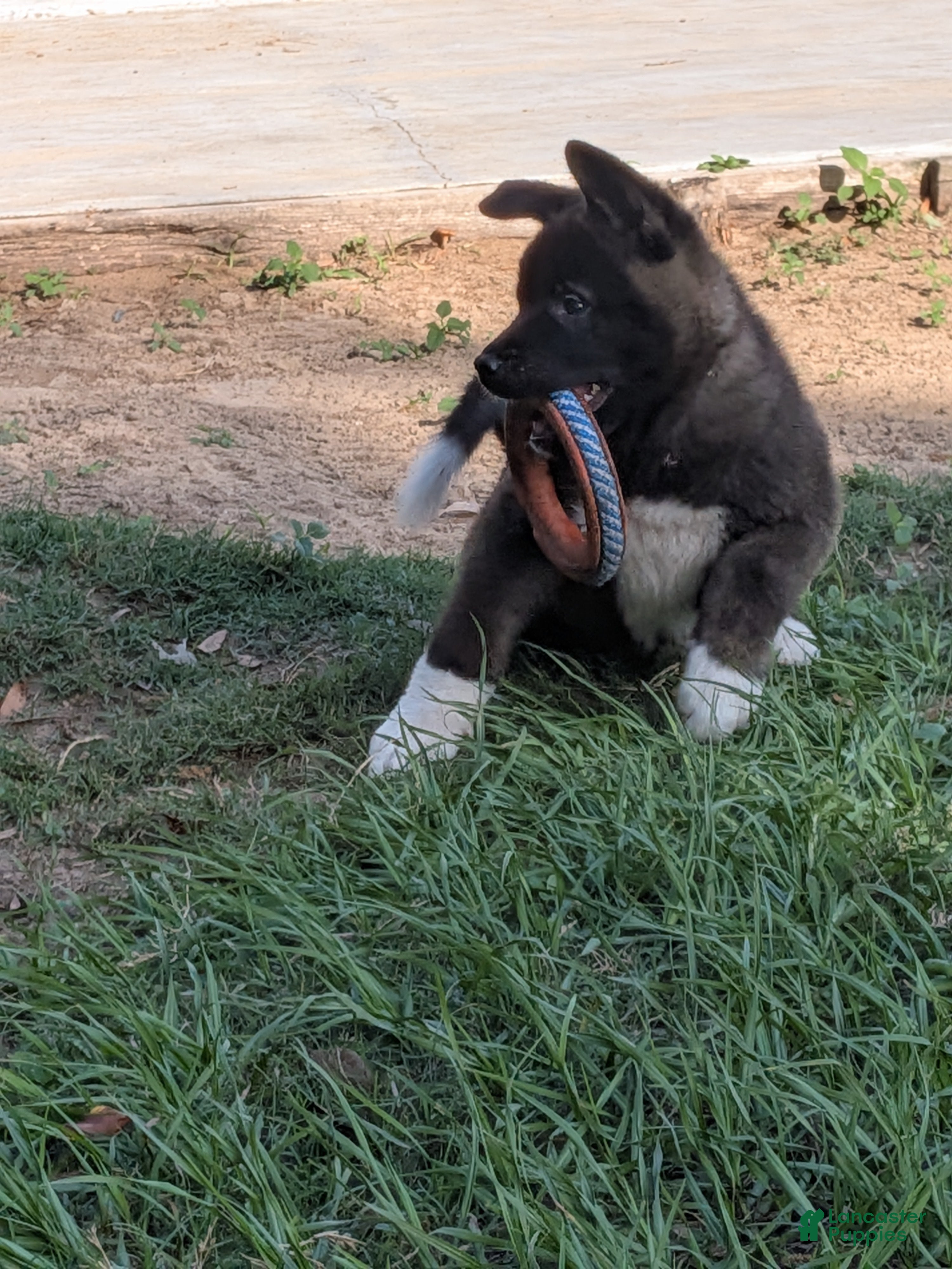 Akita dogs Nikki - Ad 1