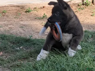 Akita dogs for sale: Nikki - Ad 2