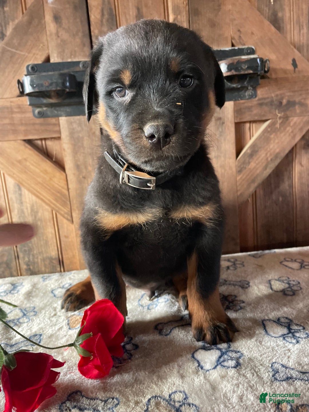Rottweiler dogs for sale: Kaiser - Ad 2