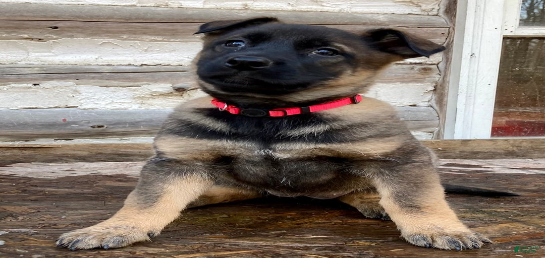 Gallery Image {{count}}