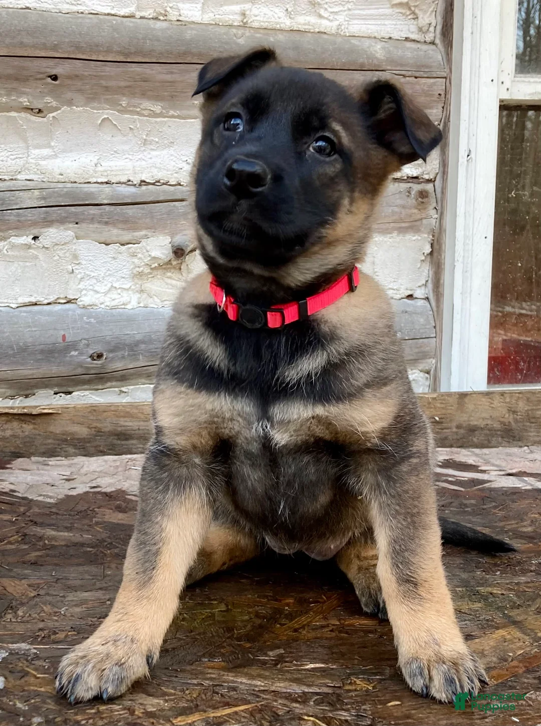 Gallery Image {{count}}