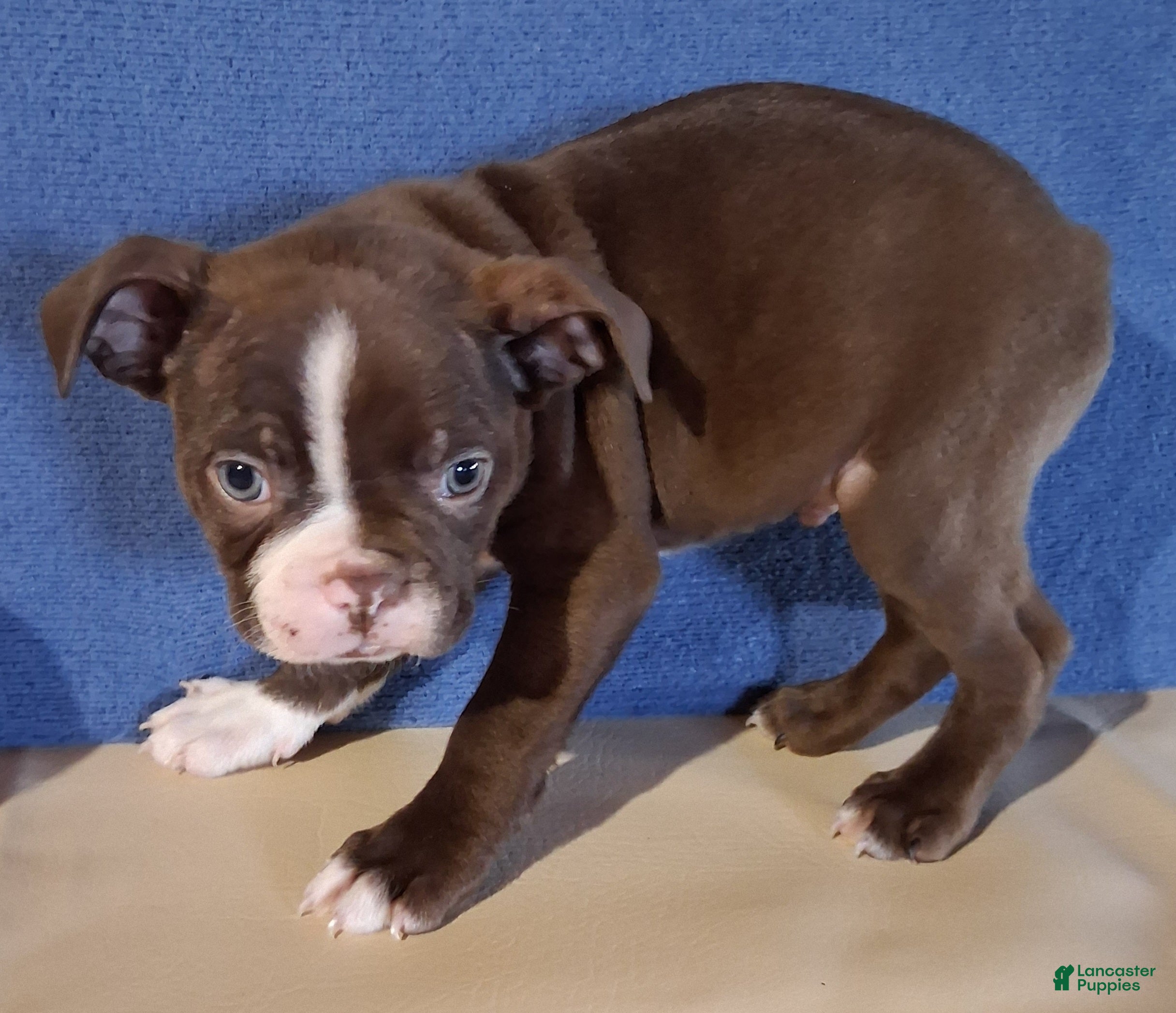 Boston Terrier dogs for sale: Ian - Ad 2