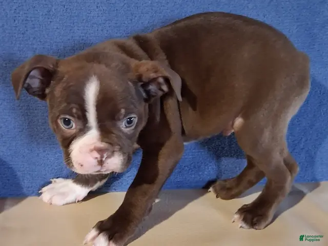 Boston Terrier dogs for sale: Ian - Ad 2