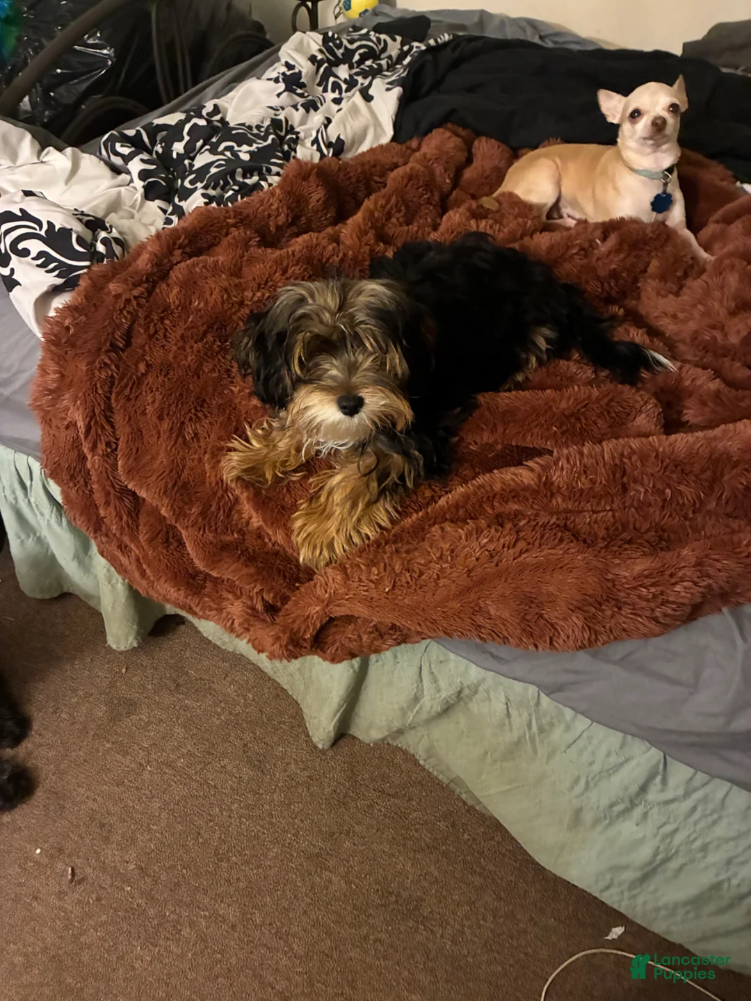 Morkie dogs for sale: Morkie Puppy 1 - Ad 1