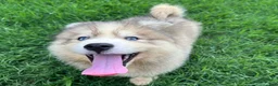 Siberian Husky dogs for sale: ROBBIE - Ad 20