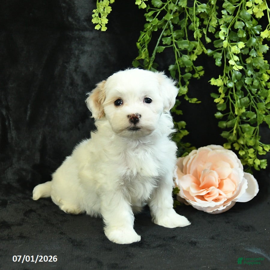 Maltipoo dogs Hannah  - Ad 1