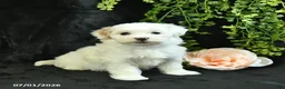 Maltipoo dogs for sale: Hannah  - Ad 1