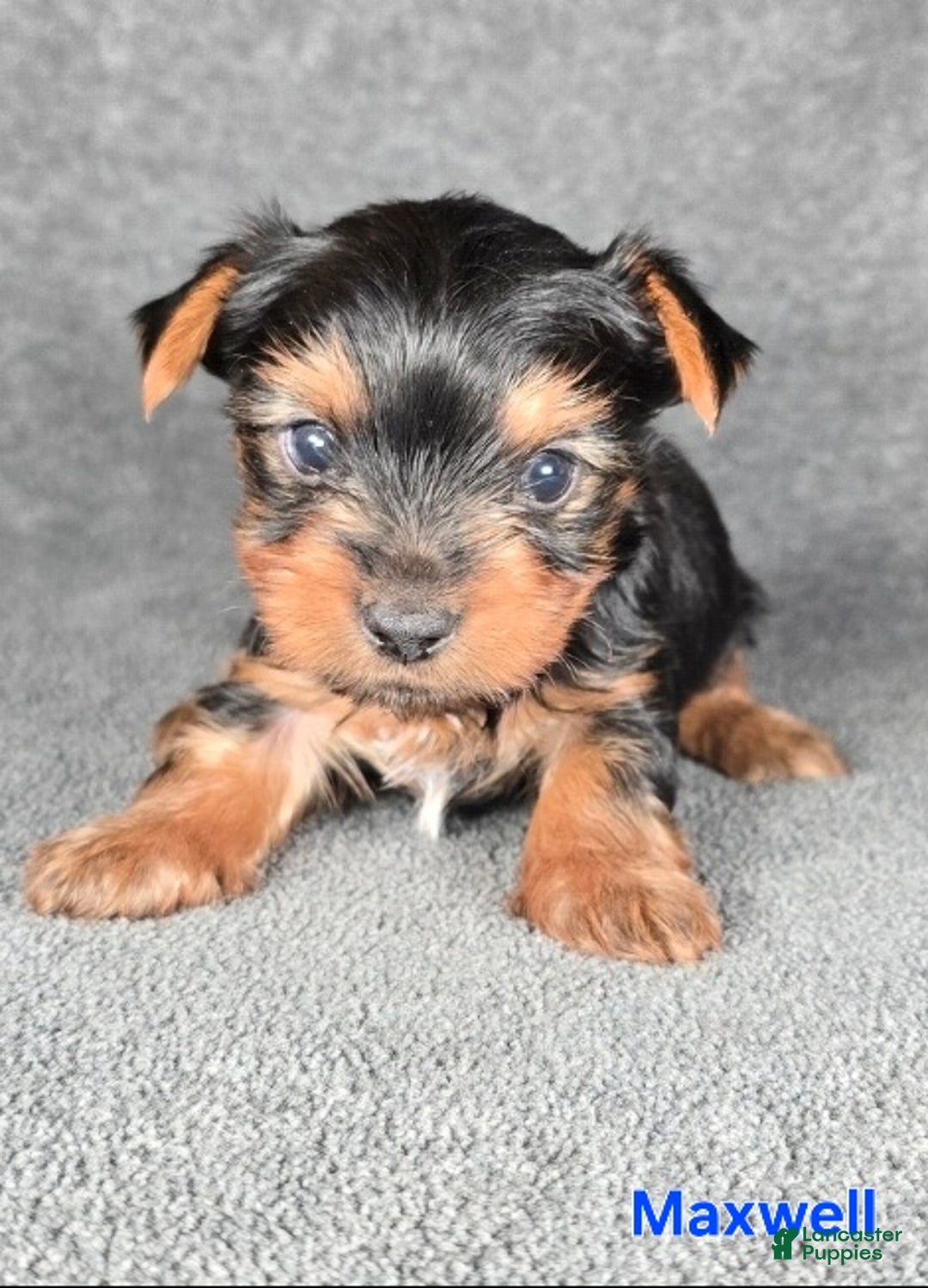 Yorkshire Terrier dogs for sale: Maxwell - Ad 9