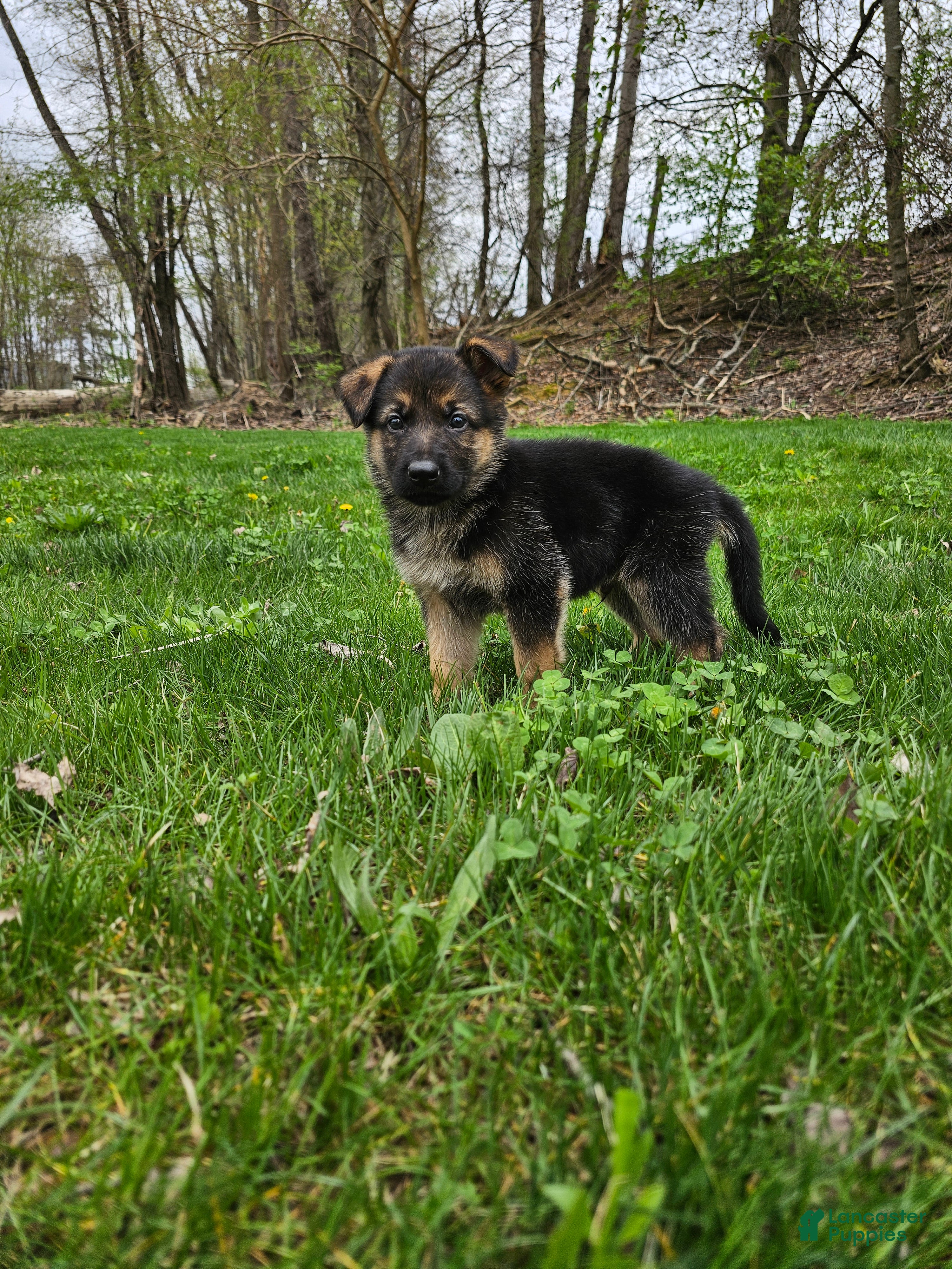 German Shepherd dogs Yasko - Ad 2