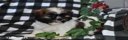 Shih Tzu dogs for sale: Darlene - Ad 5