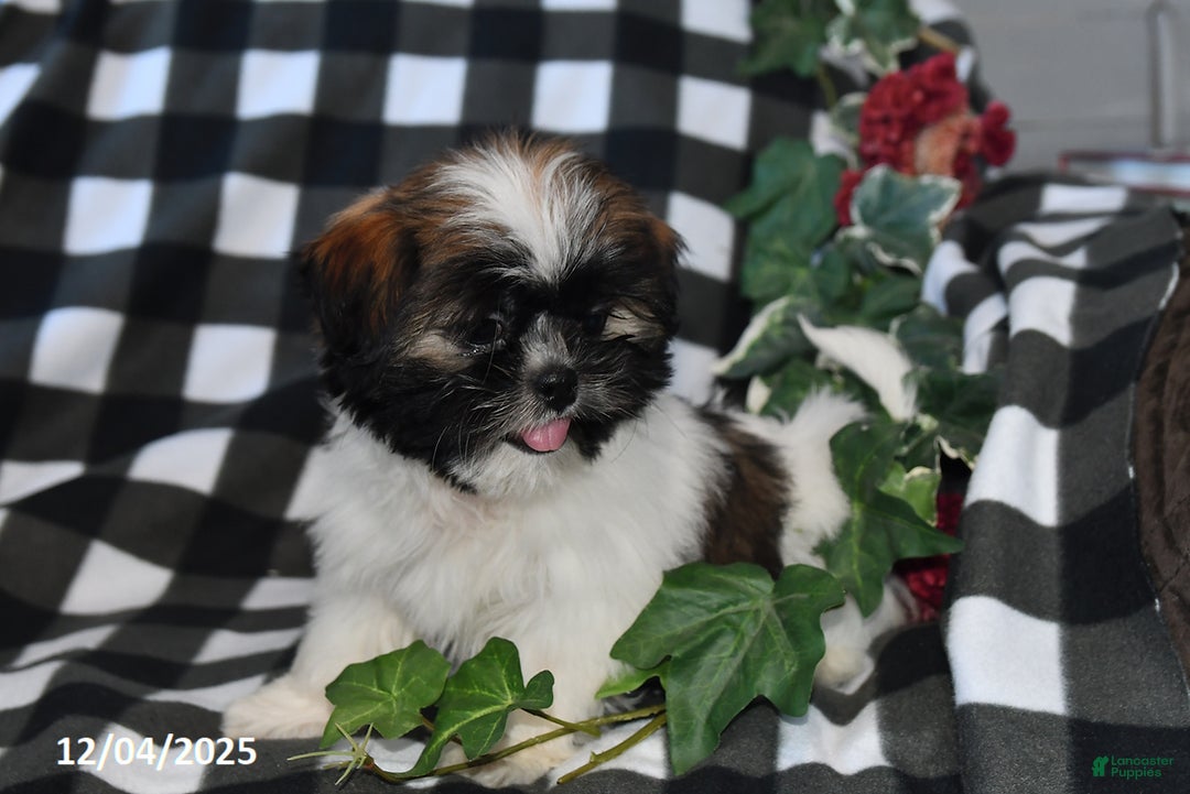 Shih Tzu dogs for sale: Darlene - Ad 5