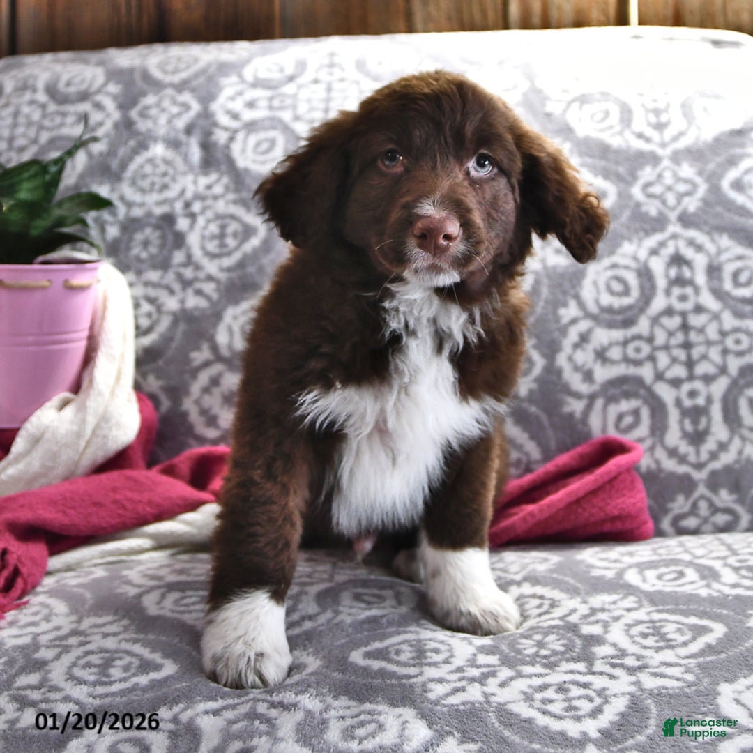 Portuguese Water Dog dogs for sale: Dusky - Ad 3