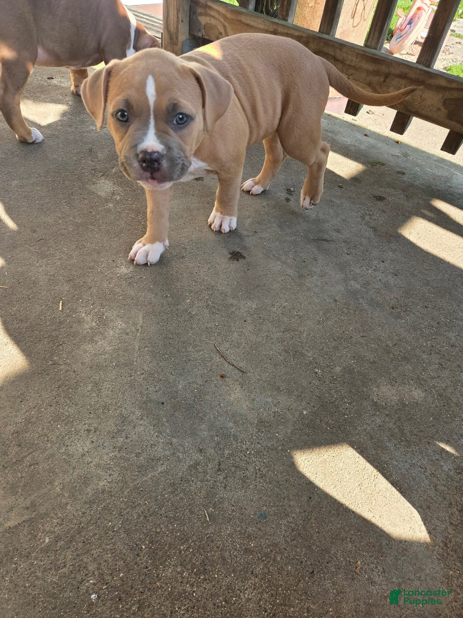 American Bully dogs American Bully 2 - Ad 1