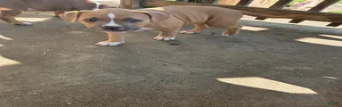 American Bully 2