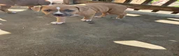 American Bully dogs for sale: American Bully 2 - Ad 1