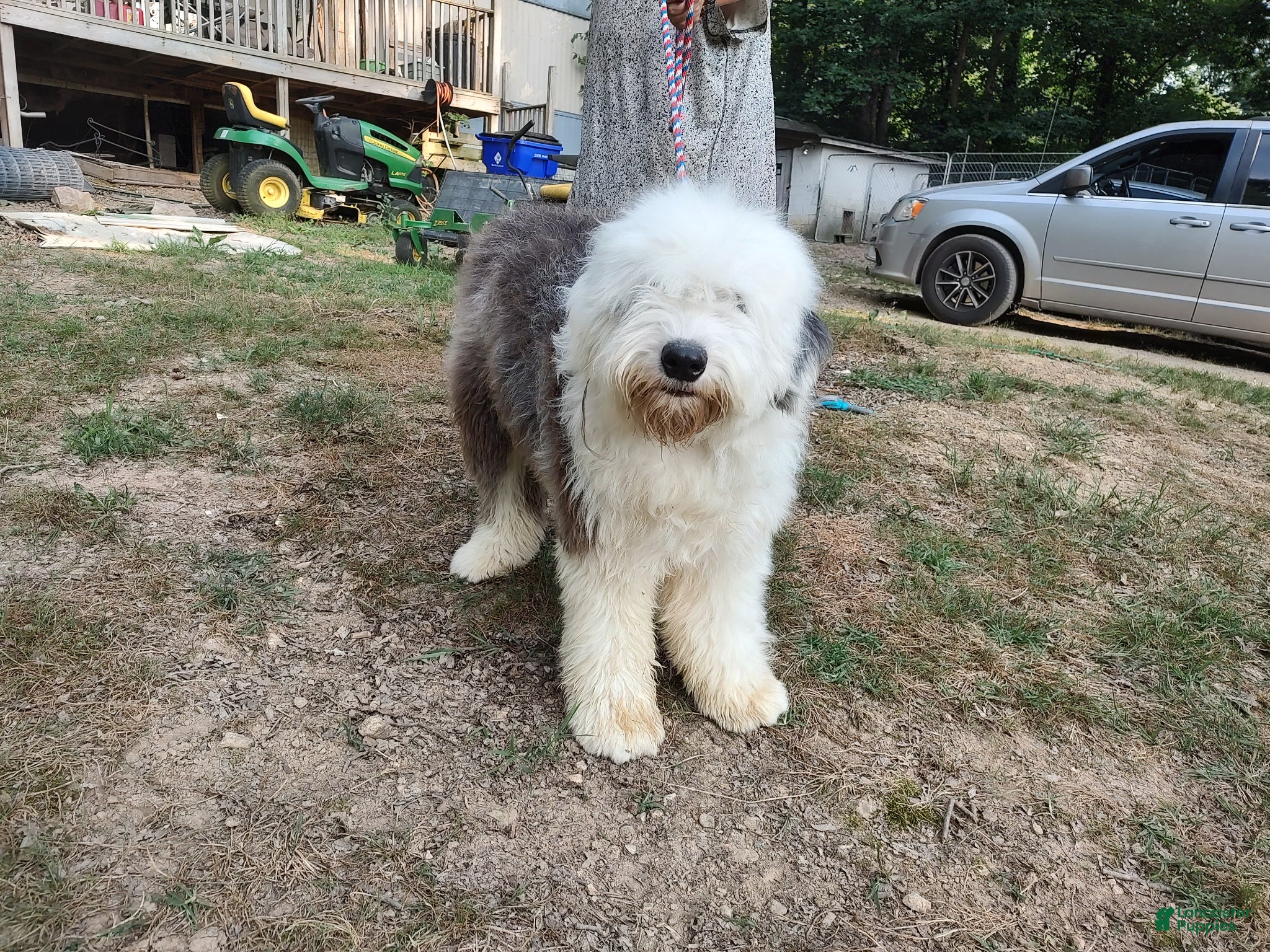 Old English Sheepdog dogs Old English Sheepdog Puppy 1 - Ad 2