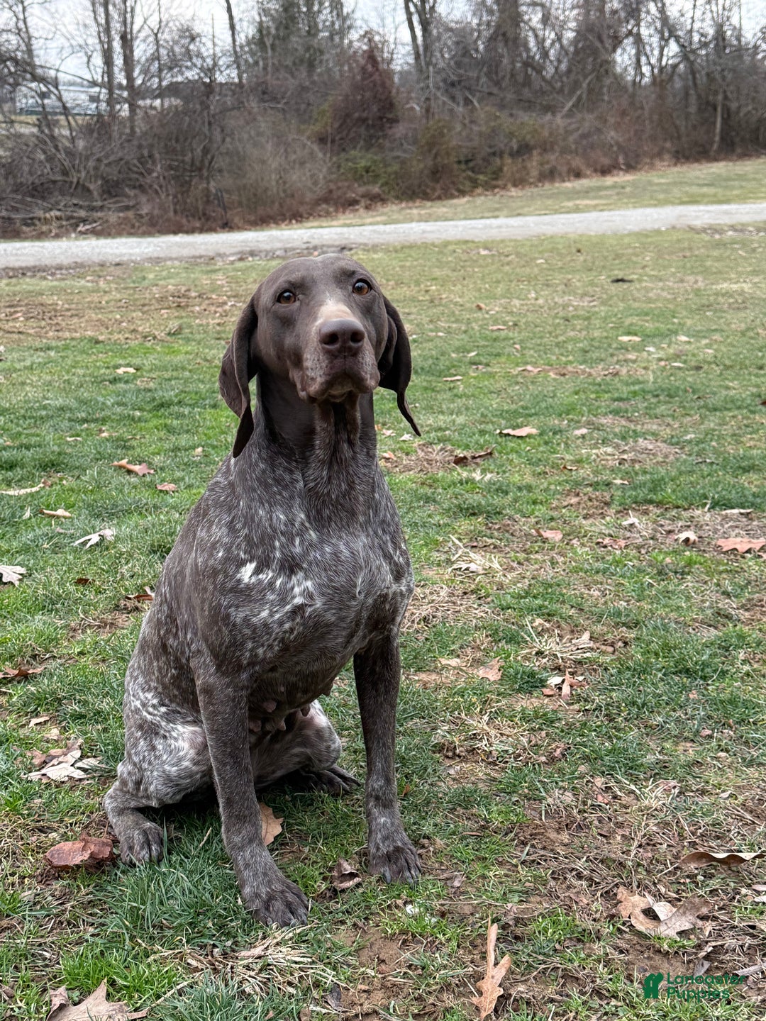 German Shorthaired Pointer dogs for sale: German Shorthaired Pointer Puppy 1 - Ad 3