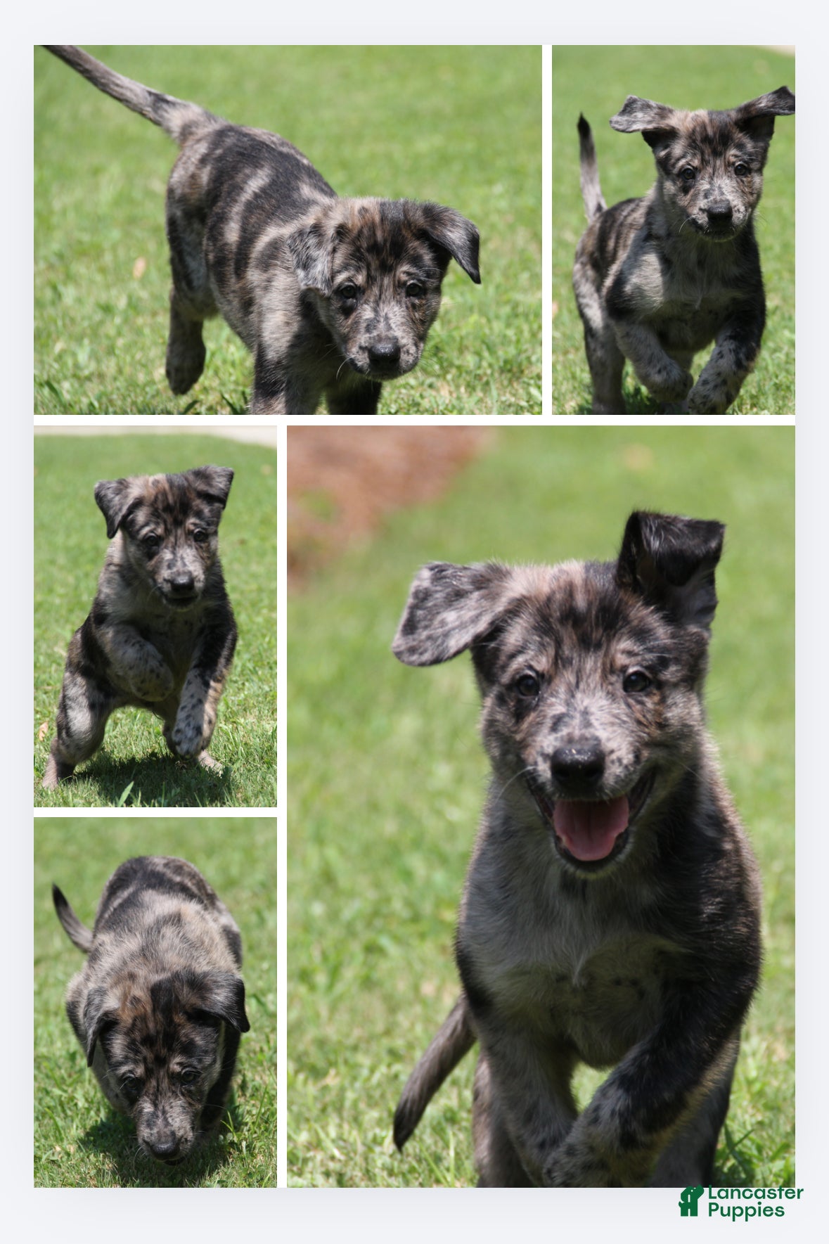 Mixed Breed dogs Bruno - Ad 6