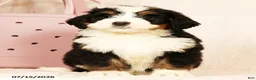 Bernedoodle dogs for sale: Sam - Ad 7
