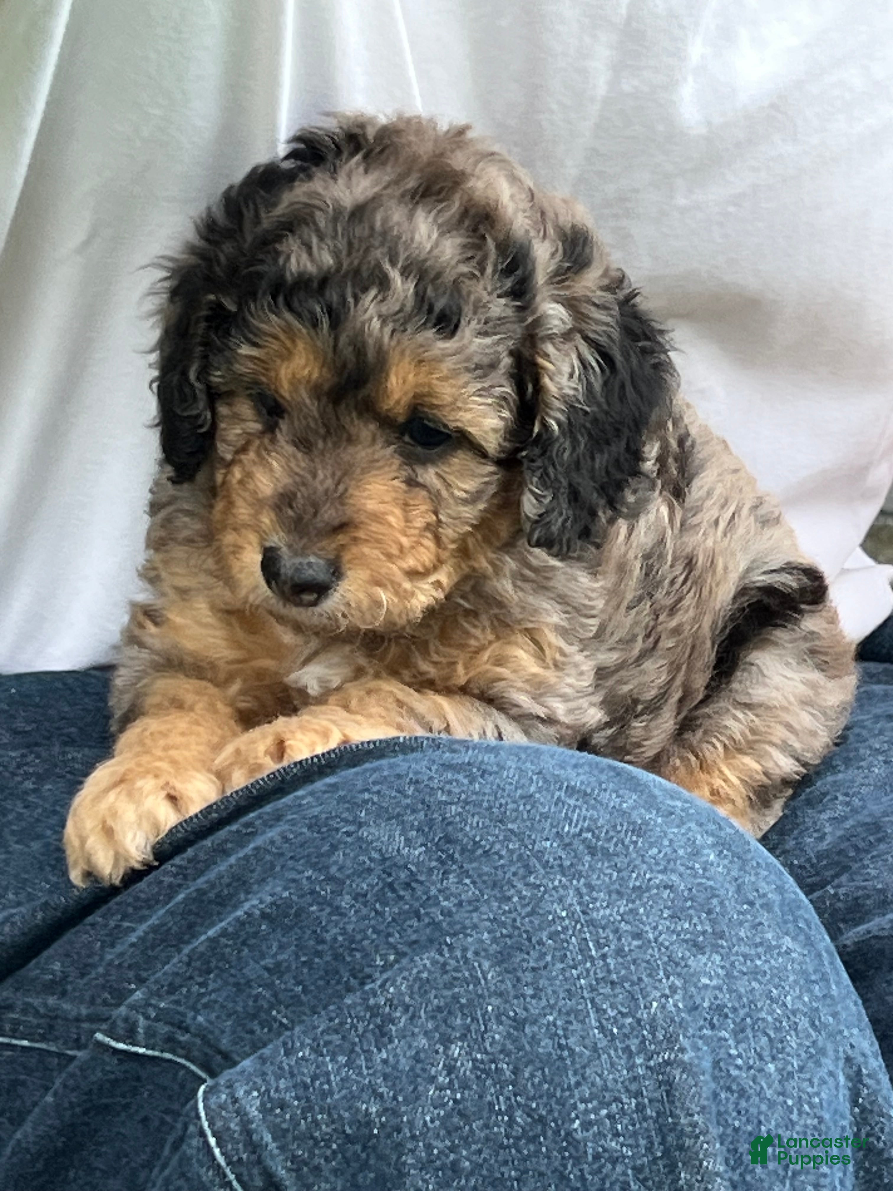 Mini Goldendoodle dogs Maple Mini Goldendoodle Puppy  - Ad 2