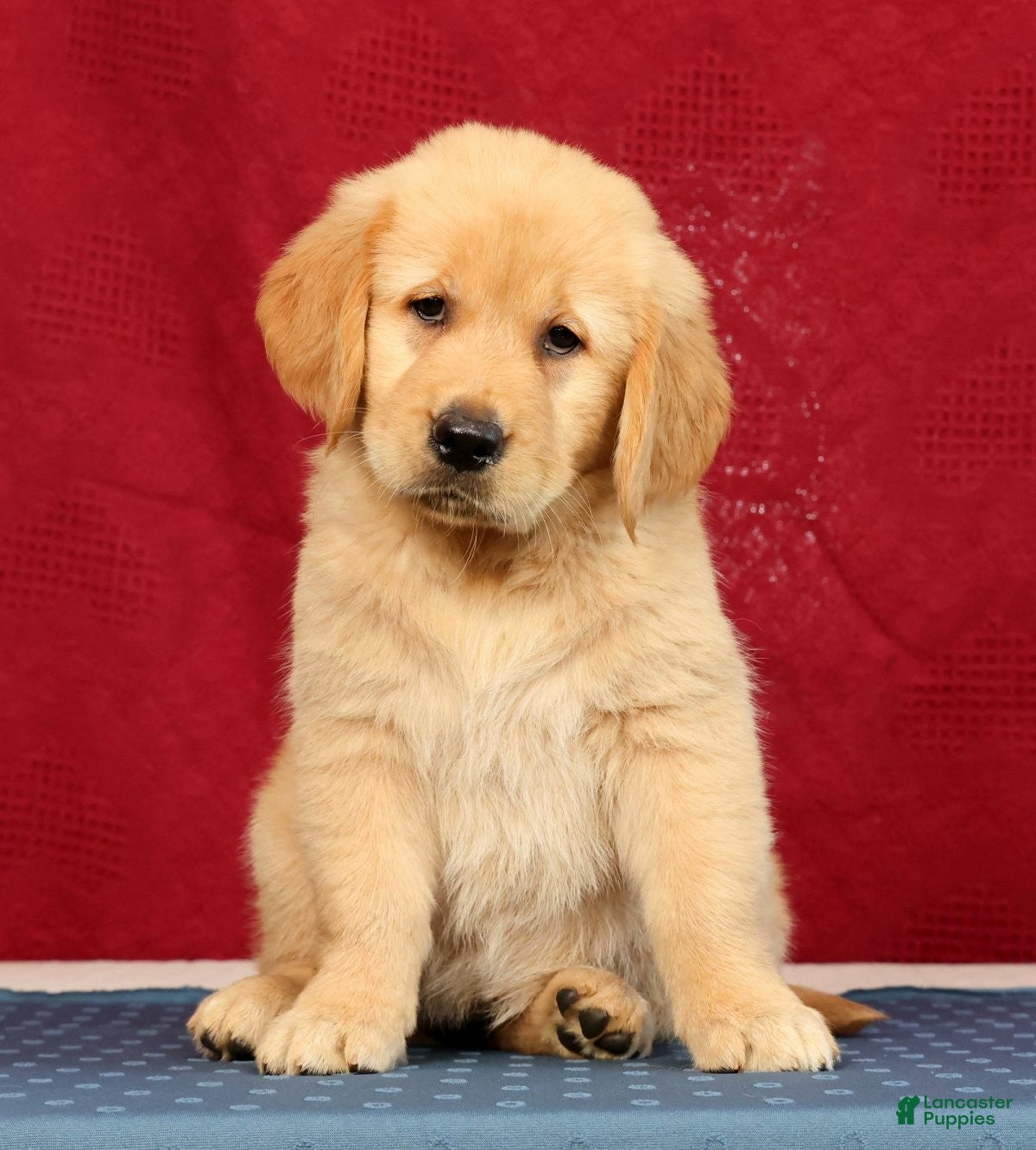 Golden Retriever dogs Aerie - Ad 1
