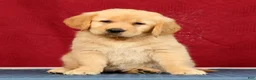 Golden Retriever dogs for sale: Aerie - Ad 1