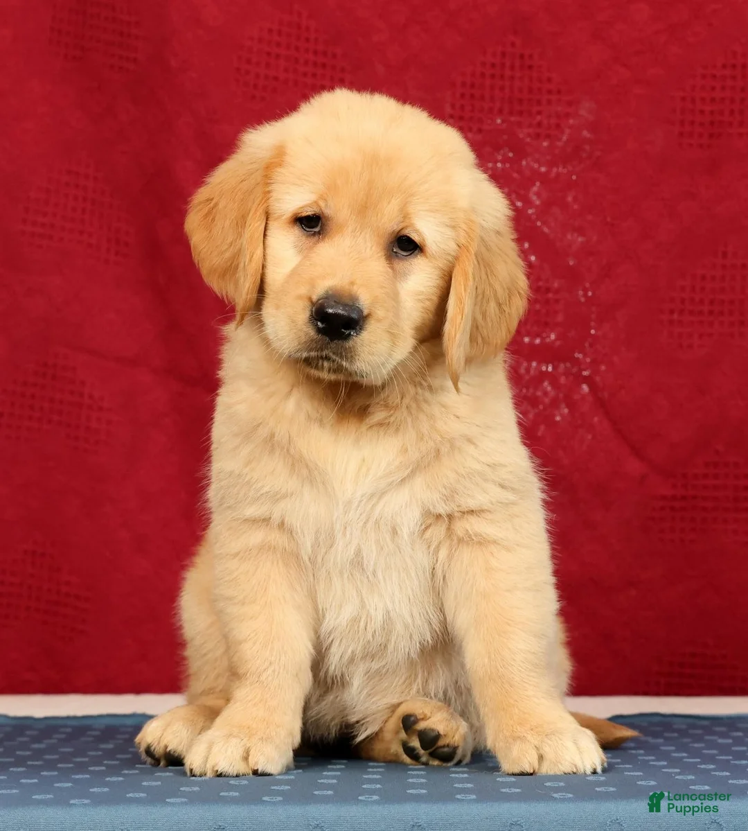 Golden Retriever dogs for sale: Aerie - Ad 1