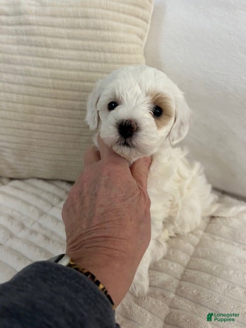 Maltipoo dogs Maltipoo Missy - Ad 2