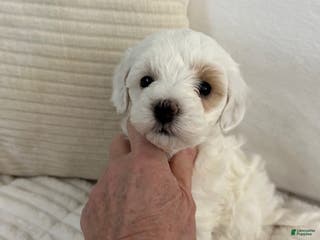 Maltipoo dogs Maltipoo Missy - Ad 33