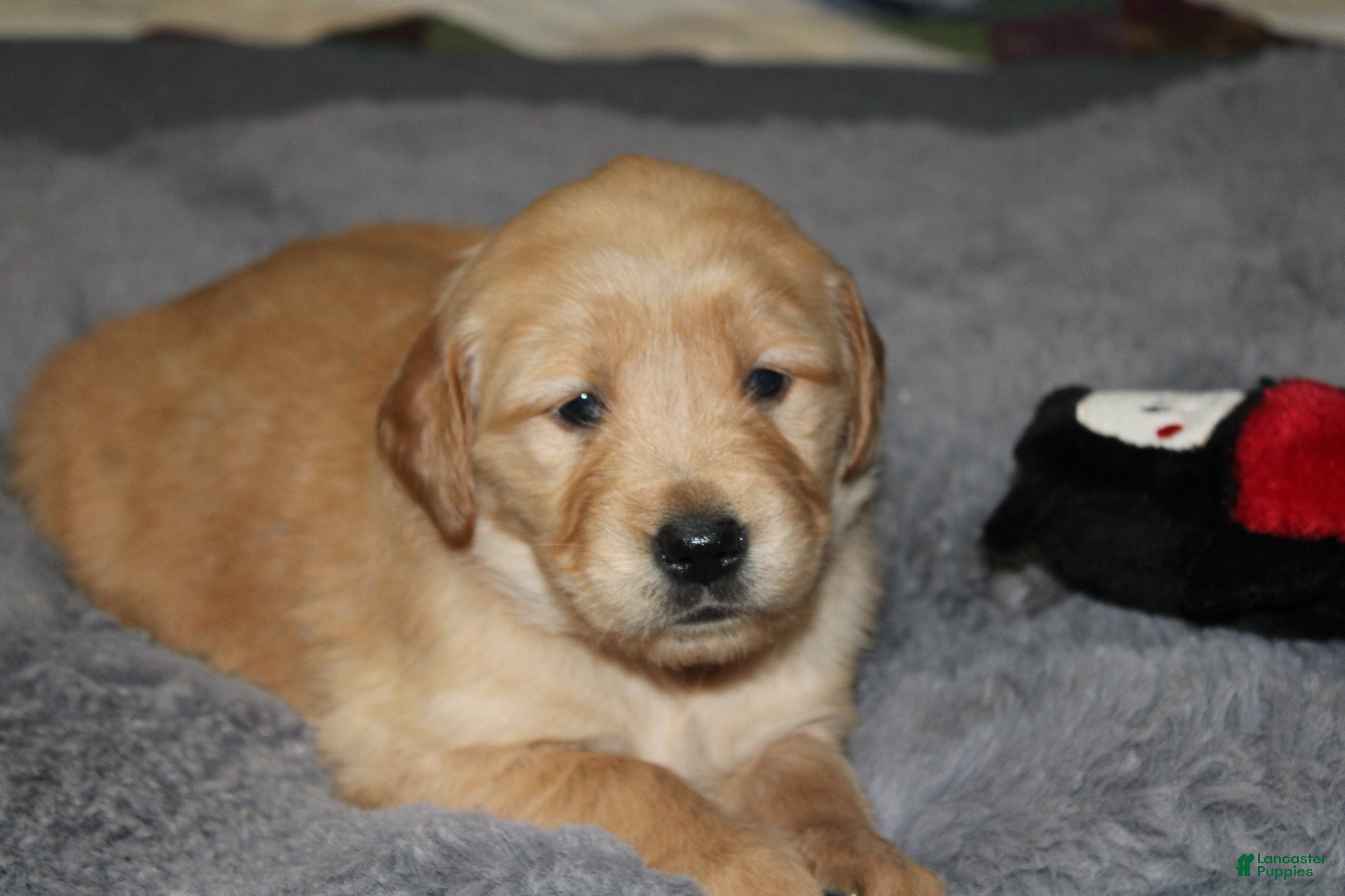 Golden Retriever dogs Felicity - Ad 10