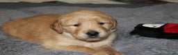 Golden Retriever dogs for sale: Felicity - Ad 1