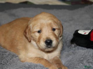 Golden Retriever dogs Felicity - Ad 5
