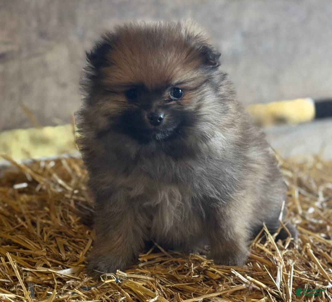 Pomeranian dogs for sale: Ellis - Ad 7