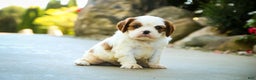 Cavalier King Charles Spaniel dogs for sale: Cody - Ad 1