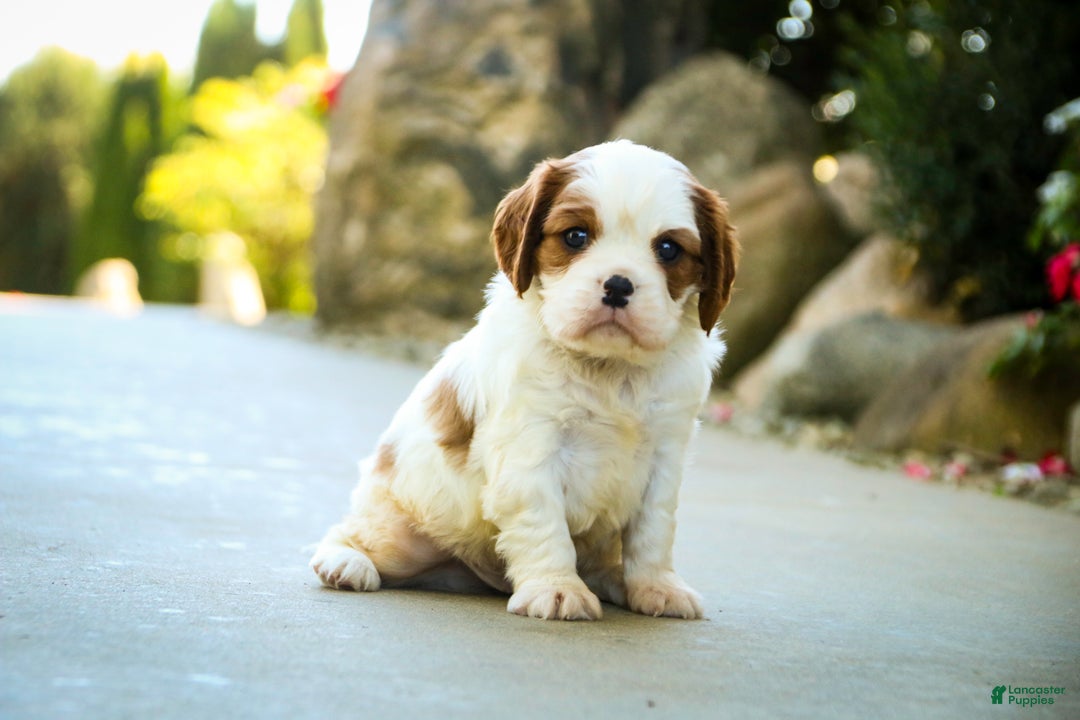 Cavalier King Charles Spaniel dogs for sale: Cody - Ad 1