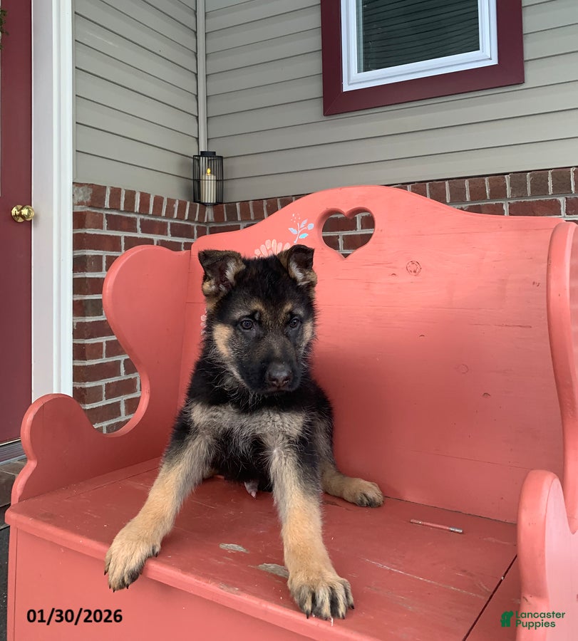 German Shepherd dogs Sammy - Ad 2