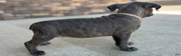 Cane Corso dogs for sale: Stan - Ad 3