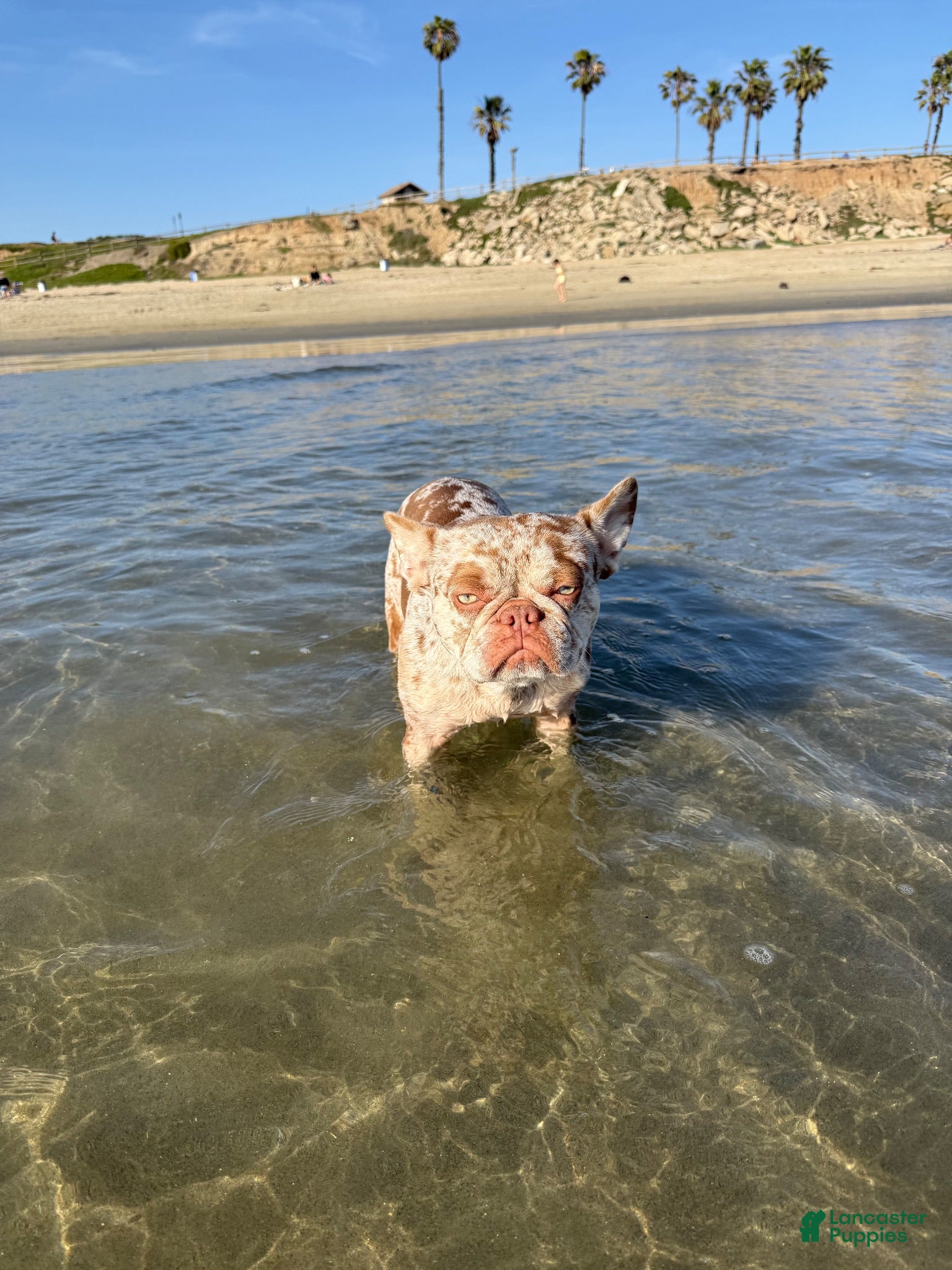French Bulldog dogs French Bulldog 2 - Ad 2
