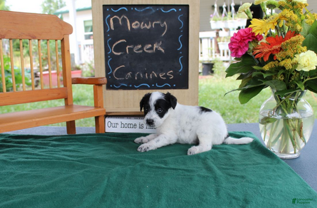 Aussiedoodle dogs for sale: Domino - Ad 6