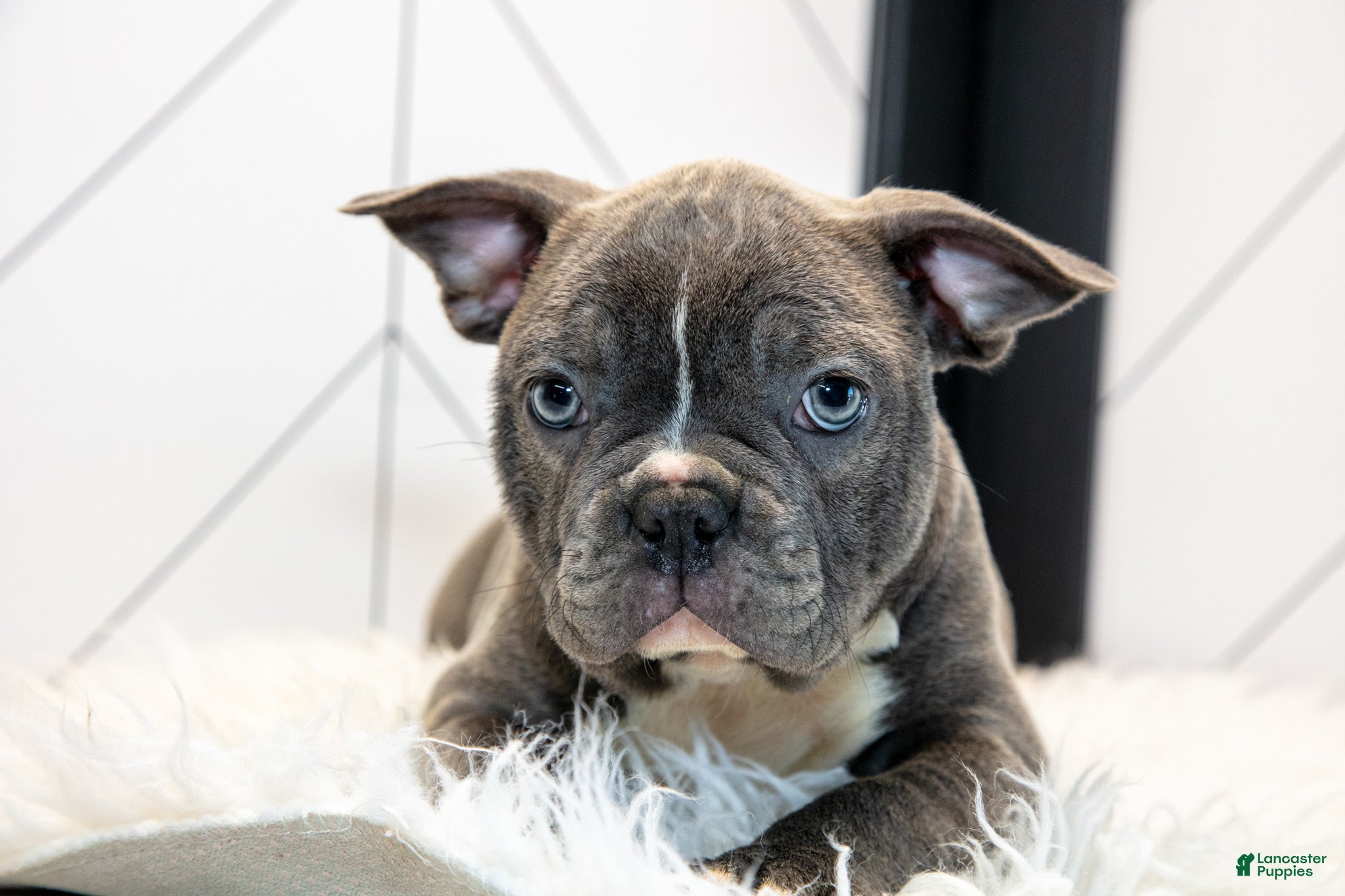 Frenchton dogs Vicky - Ad 1