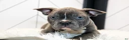 Frenchton dogs for sale: Vicky - Ad 1