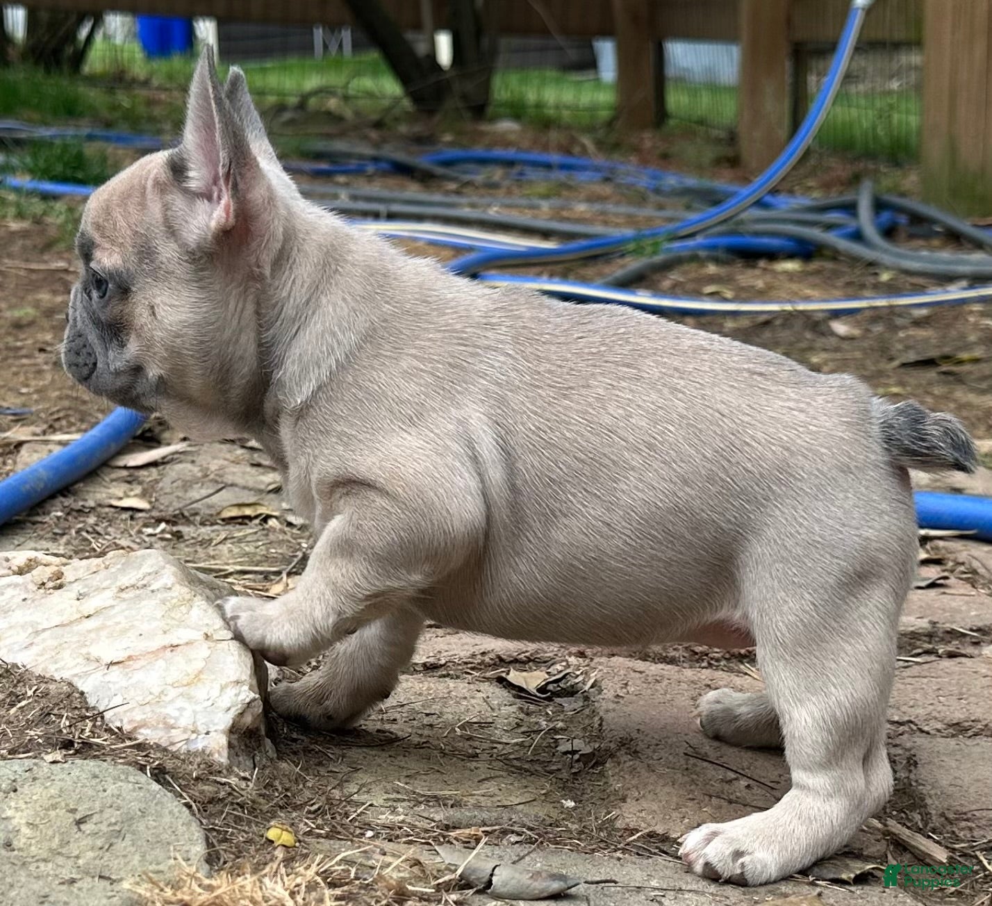 French Bulldog dogs French Bulldog Puppy 4 - Ad 2