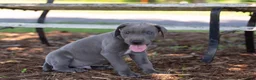 Great Dane dogs for sale: Atlas - Ad 2